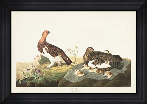 Framed Pl 191 Willow Grouse Print