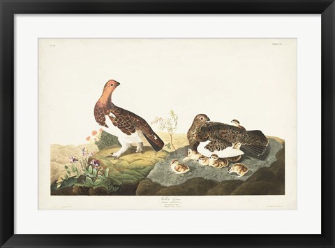 Framed Pl 191 Willow Grouse Print