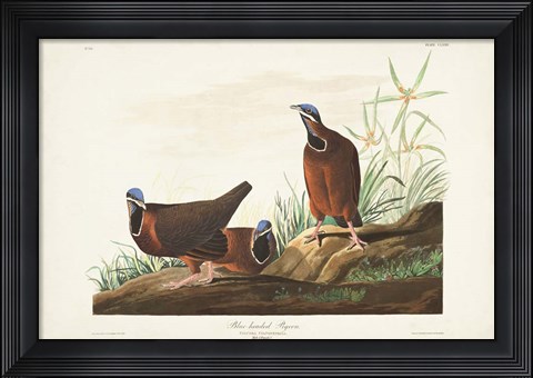Framed Pl 172 Blue-headed Pigeon Print