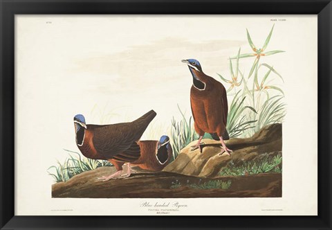 Framed Pl 172 Blue-headed Pigeon Print