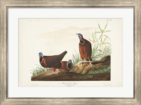 Framed Pl 172 Blue-headed Pigeon Print