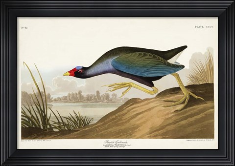 Framed Pl 305 Purple Ganaule Print