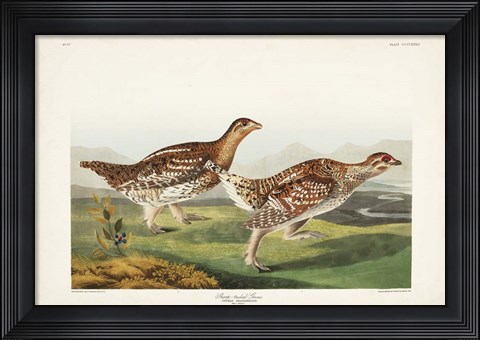 Framed Pl 382 Sharp-tailed Grouse Print