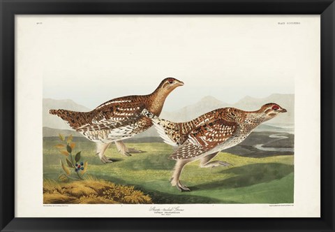 Framed Pl 382 Sharp-tailed Grouse Print