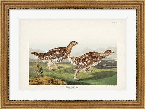 Framed Pl 382 Sharp-tailed Grouse Print