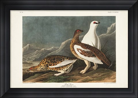 Framed Pl 368 Rock Grouse Print