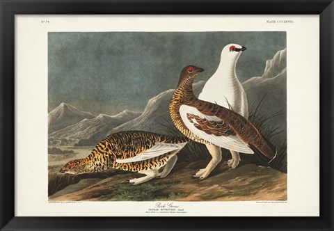 Framed Pl 368 Rock Grouse Print