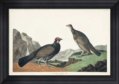 Framed Pl 361 Long-tailed or Dusky Grouse Print