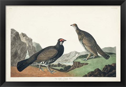 Framed Pl 361 Long-tailed or Dusky Grouse Print