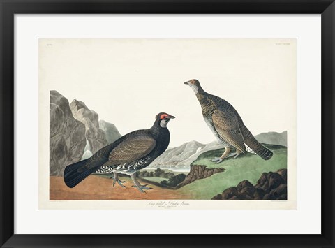 Framed Pl 361 Long-tailed or Dusky Grouse Print