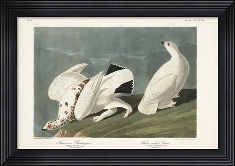 Framed Pl 418 American Ptarmigan Print