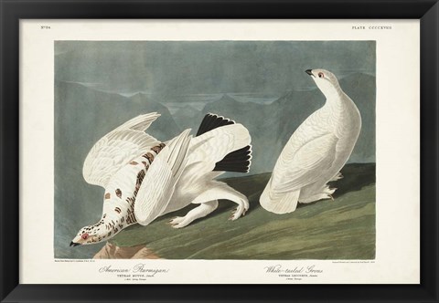 Framed Pl 418 American Ptarmigan Print