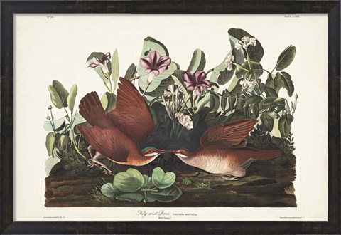 Framed Pl 167 Key West Pigeon Print