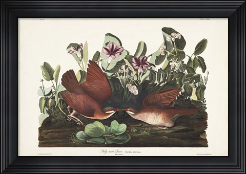 Framed Pl 167 Key West Pigeon Print