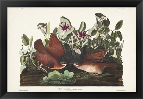 Framed Pl 167 Key West Pigeon Print