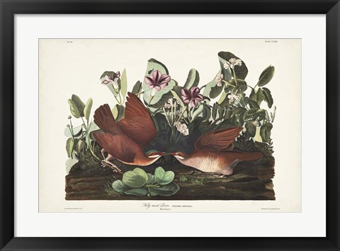 Framed Pl 167 Key West Pigeon Print