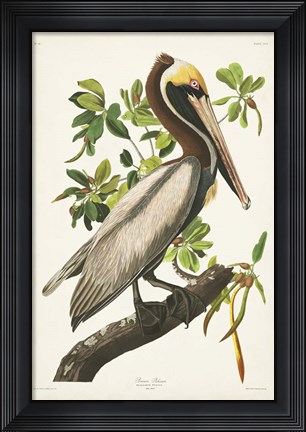 Framed Pl 251 Brown Pelican Print