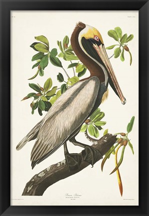 Framed Pl 251 Brown Pelican Print