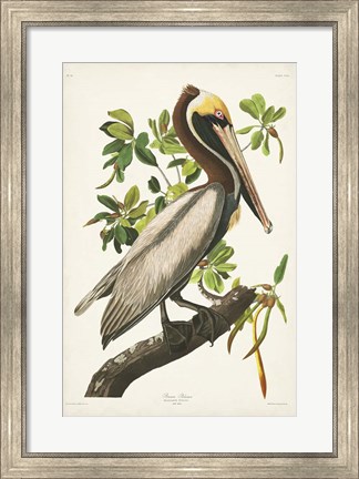 Framed Pl 251 Brown Pelican Print