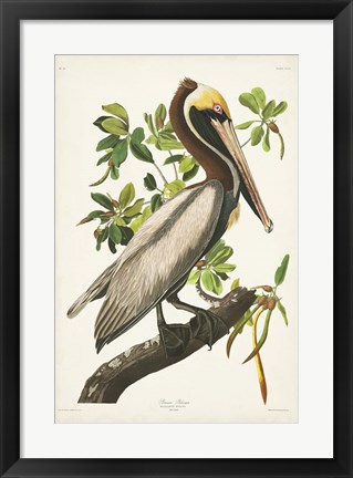 Framed Pl 251 Brown Pelican Print