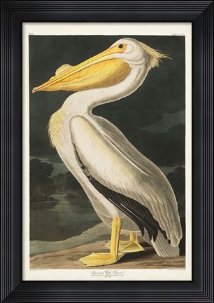 Framed Pl 311 American White Pelican Print