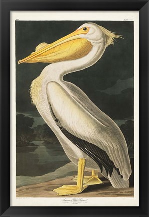 Framed Pl 311 American White Pelican Print