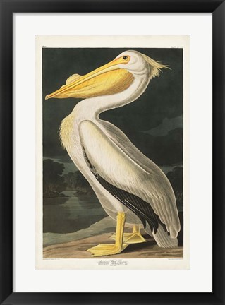 Framed Pl 311 American White Pelican Print