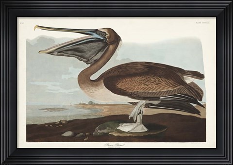 Framed Pl 421 Brown Pelican Print