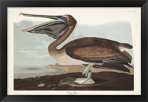 Framed Pl 421 Brown Pelican Print