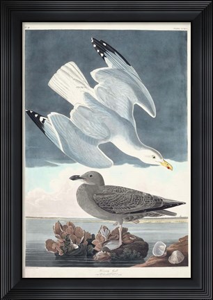 Framed Pl 291 Herring Gull Print