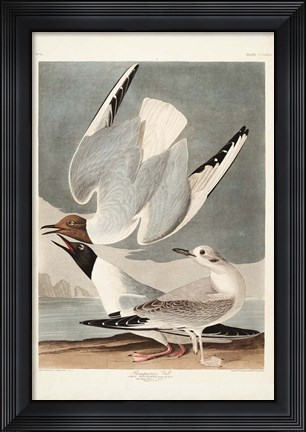 Framed Pl 324 Bonapartian Gull Print