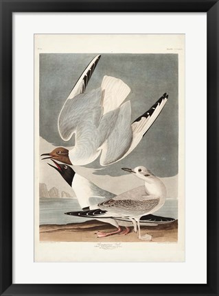 Framed Pl 324 Bonapartian Gull Print