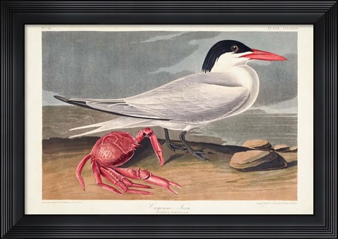 Framed Pl 273 Cyenne Tern Print