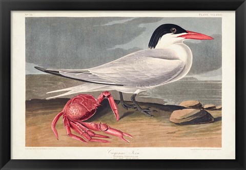 Framed Pl 273 Cyenne Tern Print