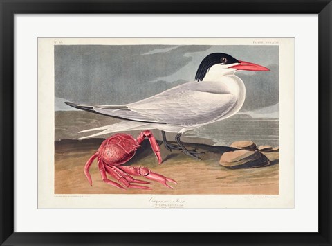 Framed Pl 273 Cyenne Tern Print