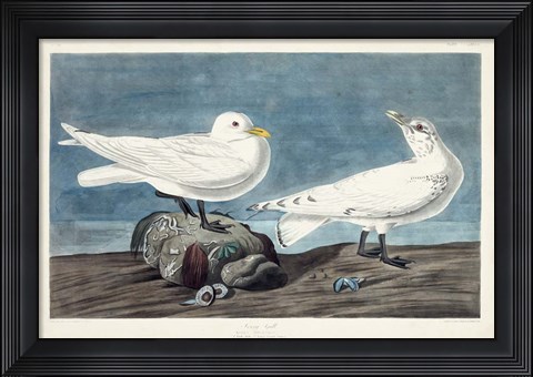 Framed Pl 287 Ivory Gull Print