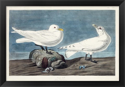 Framed Pl 287 Ivory Gull Print