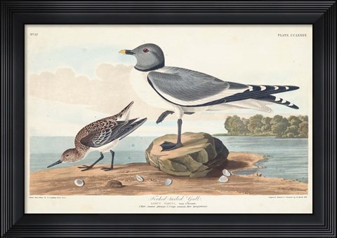 Framed Pl 285 Fork-tailed Gull Print