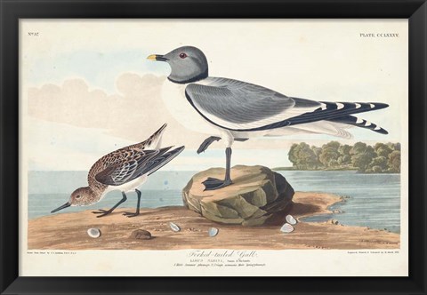 Framed Pl 285 Fork-tailed Gull Print