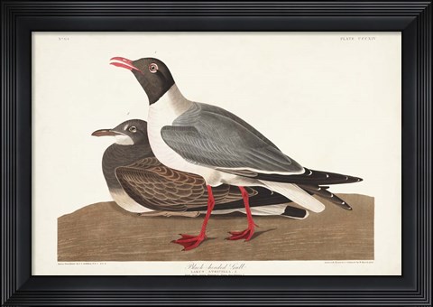 Framed Pl 314 Black-headed Gull Print