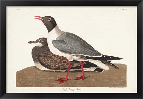 Framed Pl 314 Black-headed Gull Print