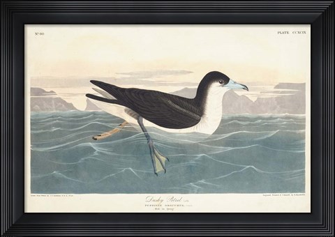 Framed Pl 299 Dusky Petrel Print