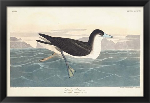 Framed Pl 299 Dusky Petrel Print