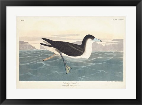 Framed Pl 299 Dusky Petrel Print