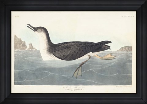 Framed Pl 295 Manks Shearwater Print