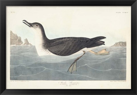Framed Pl 295 Manks Shearwater Print