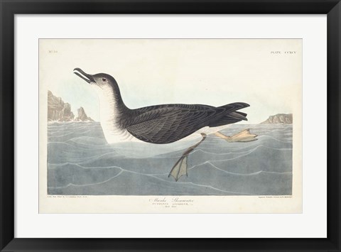 Framed Pl 295 Manks Shearwater Print