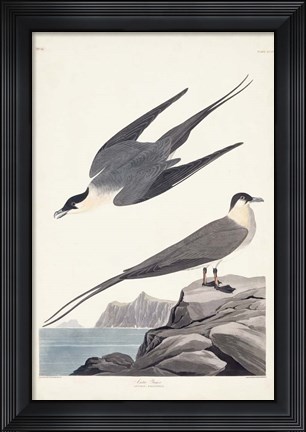 Framed Pl 267 Artic Yager Print