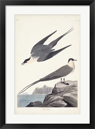 Framed Pl 267 Artic Yager Print