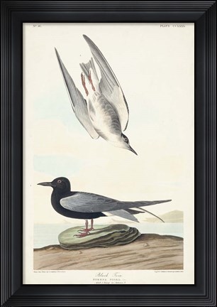 Framed Pl 280 Black Tern Print